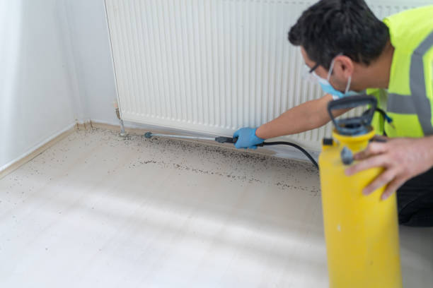Best Termite Control Services  in Monsey, NY